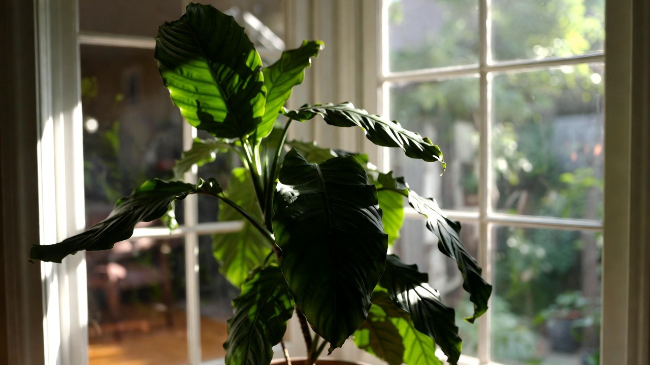Will Window Tinting Impact the Growth of Indoor Plants